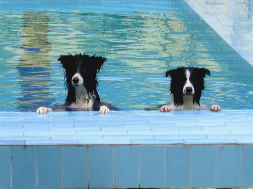 dog days two