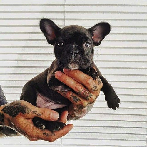 french bull dog