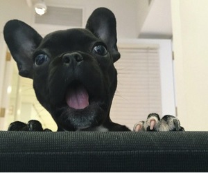 french bull dog