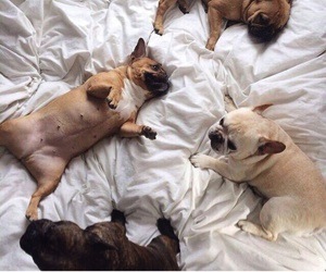 french bull dog