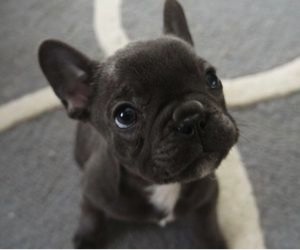 french bull dog