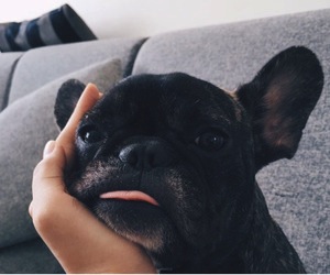 french bull dog