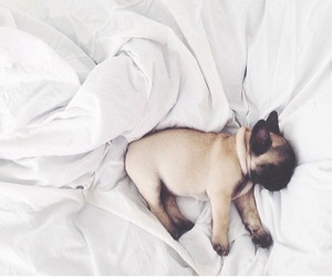 french bull dog