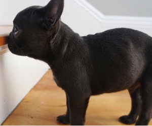 french bull dog