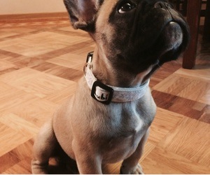 french bull dog