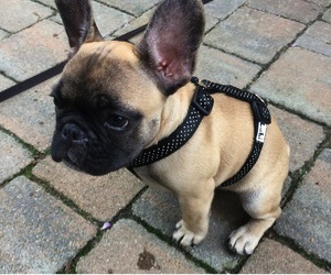 french bull dog