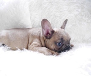 french bull dog