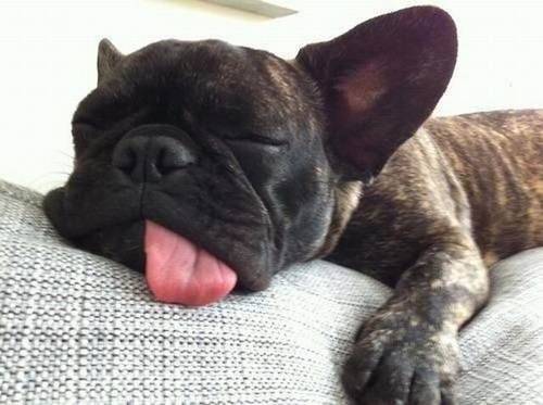 WeHeartIt Inspiration Wednesday: We Heart French Bulldogs